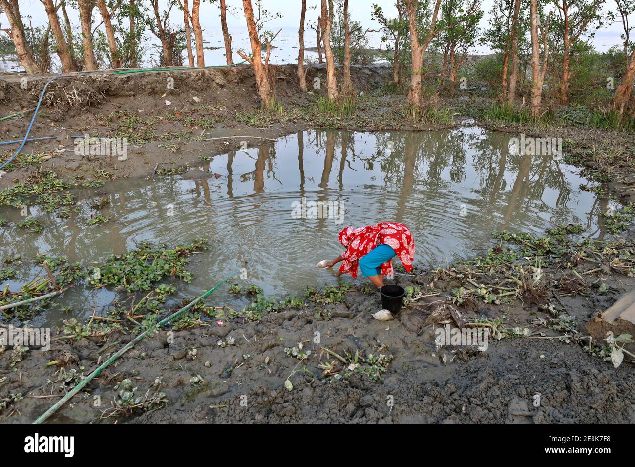 Bagerhat, Bangladesch - 21. Januar 2021: Die Wirkung von Salzwasser ist mehr in den Küstengebieten von Bangladesch. Die Menschen in dieser Region leiden viel unter f Stockfoto