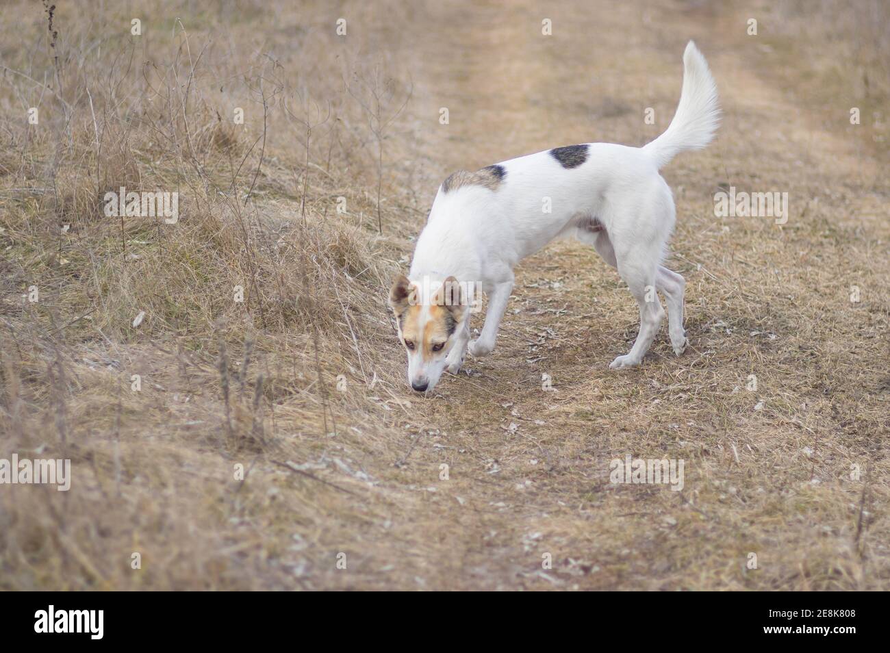 Großer weißer Hund fand Spuren von wildem Nagetier bei der Jagd Auf Feldern im Herbst Stockfoto