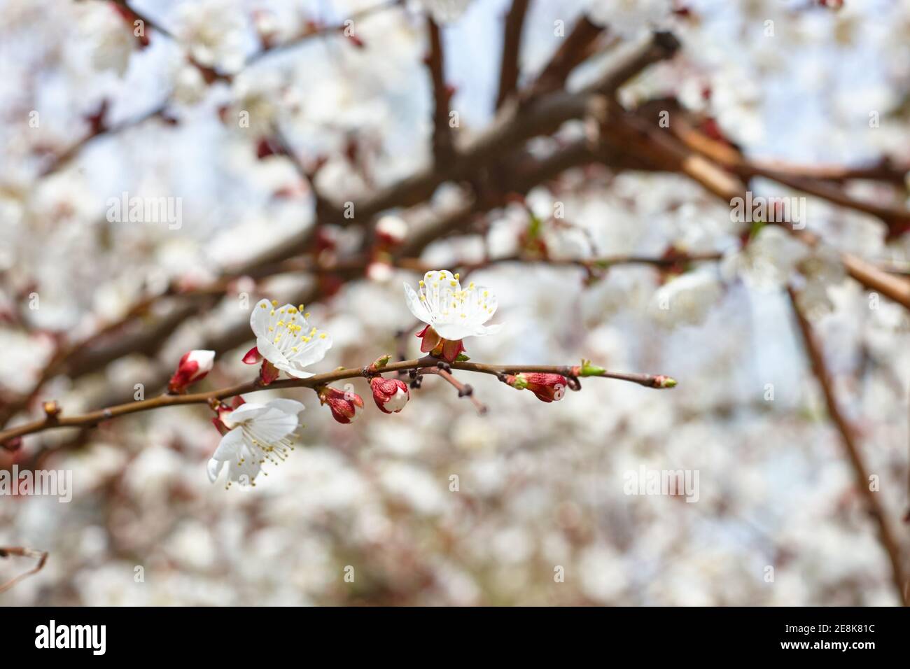 Kirschbaum in Blüte. Frühling und Romantik Konzept Stockfoto