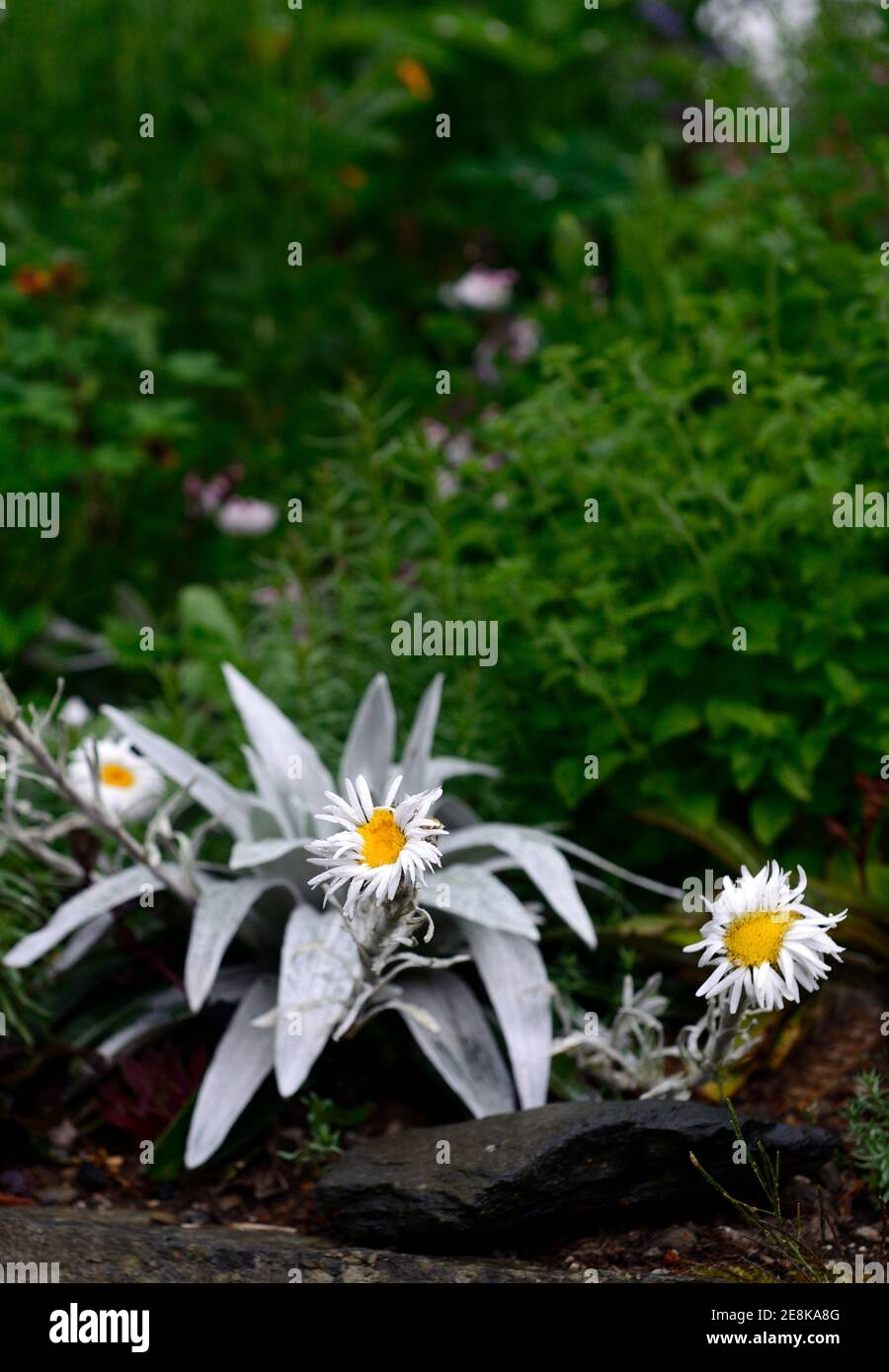 Celmisia semicordata david shackleton, weiße Gänseblümchen-ähnliche Blumen, silberne Blätter, Blatt, Laub, Pflanze, Pflanzen, mehrjährige, Stauden, RM Floral Stockfoto