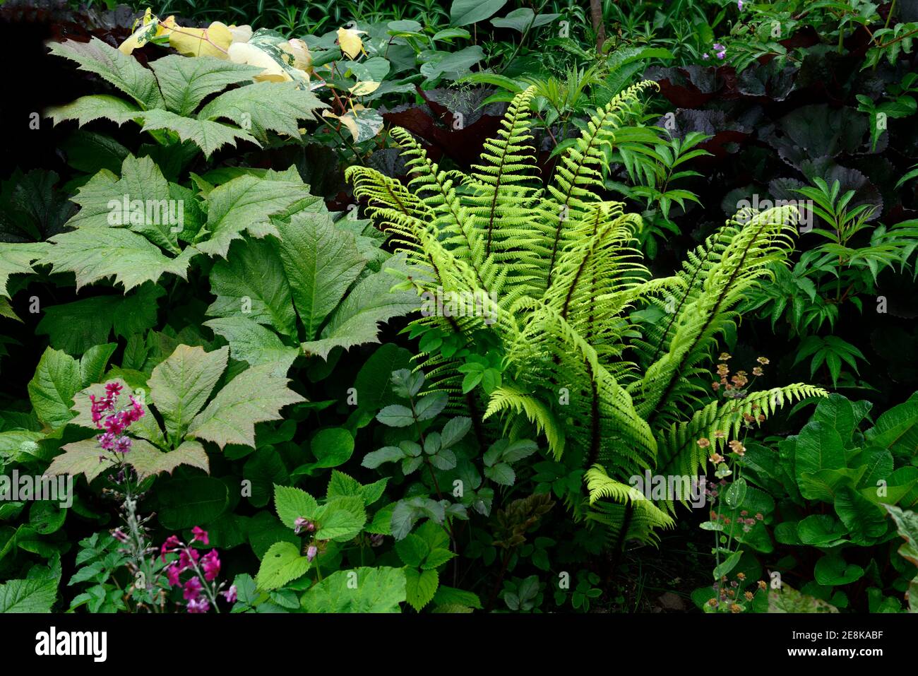 47+ elegant Bild Farn Im Garten Farn Im Garten Richtig Pflanzen Und
