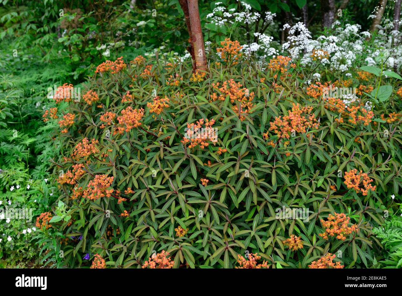 euphorbia griffithii dixter, Frühling, Orangenblüten, grüne Blätter, Laub, krautige Stauden, Triebe, Milchkräuter, RM Floral Stockfoto