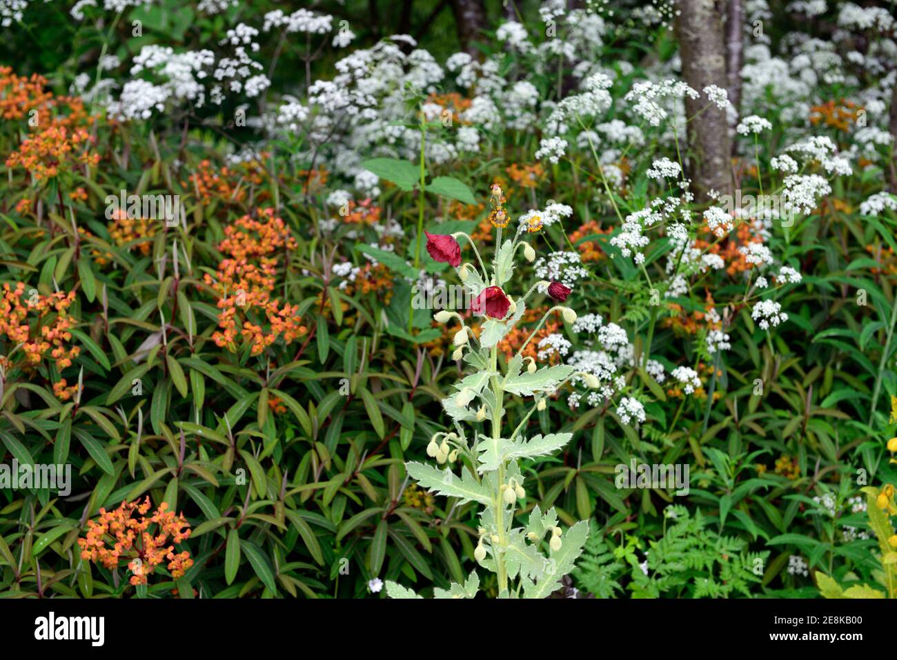 Meconopsis staintonii,Anthriscus sylvestris,Kuhpsilie,Euphorbia griffithii dixter,orange weiße rote Blüten,blühend,monokarpic,Mohn,Mohnblumen,Garten Stockfoto