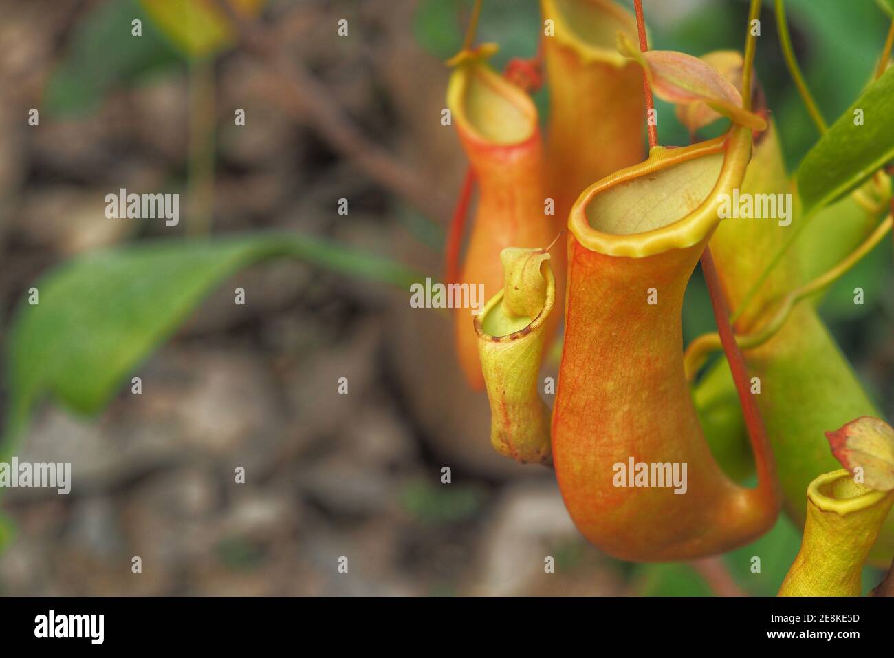 Tropische Kannenpflanzen oder Nepenthes mit Kopierraum. Stockfoto