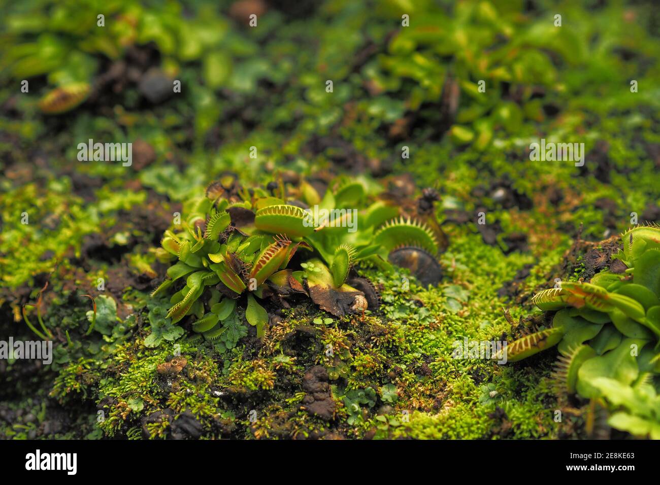 Weicher Fokus auf kleine Venusfliegenfalle oder Dionaea muscipula auf dem Boden mit Moos Stockfoto