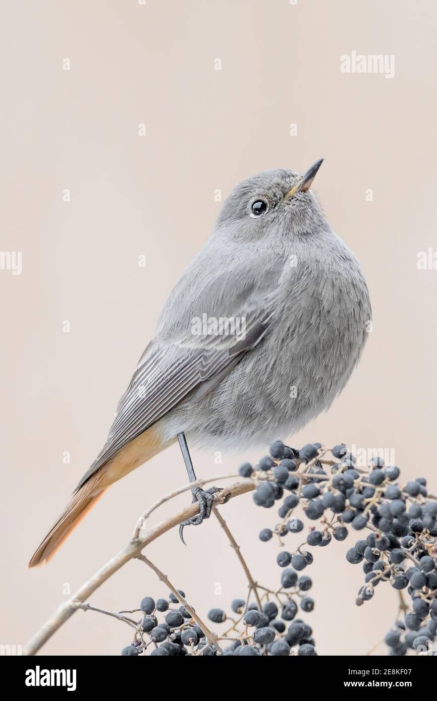 Bildende Kunst Porträt von Rotstart Weibchen und Beeren (Phoenicurus phoenicurus) Stockfoto