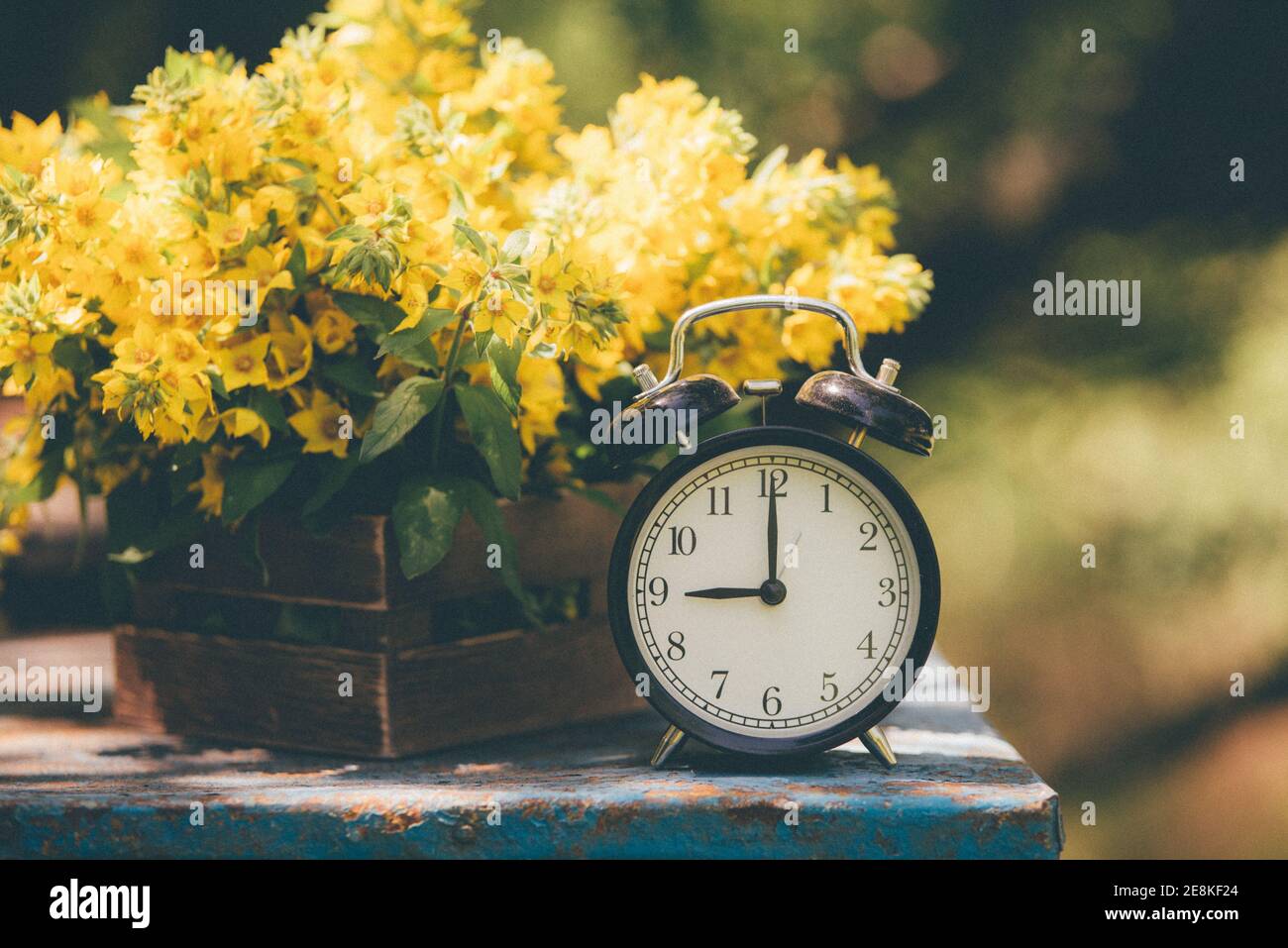 Retro 9 o'clock. Blumen in alten Holzkiste. Tag Licht Garten Hintergrund mit Platz für Text Stockfoto