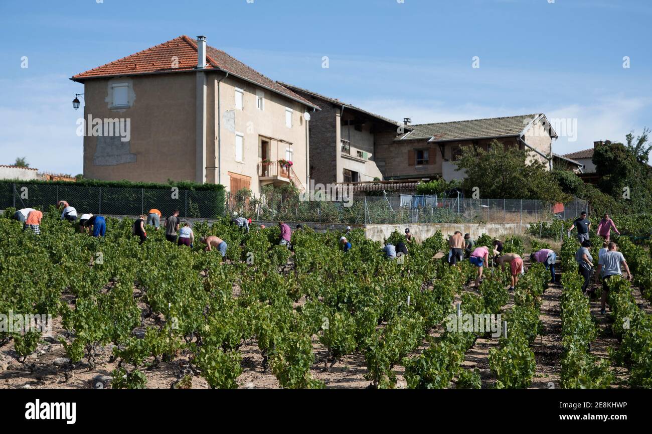 Vendenge in einem der Fleurie-Weinberge in den Beaujolas Rhône-Alpes Frankreich Stockfoto