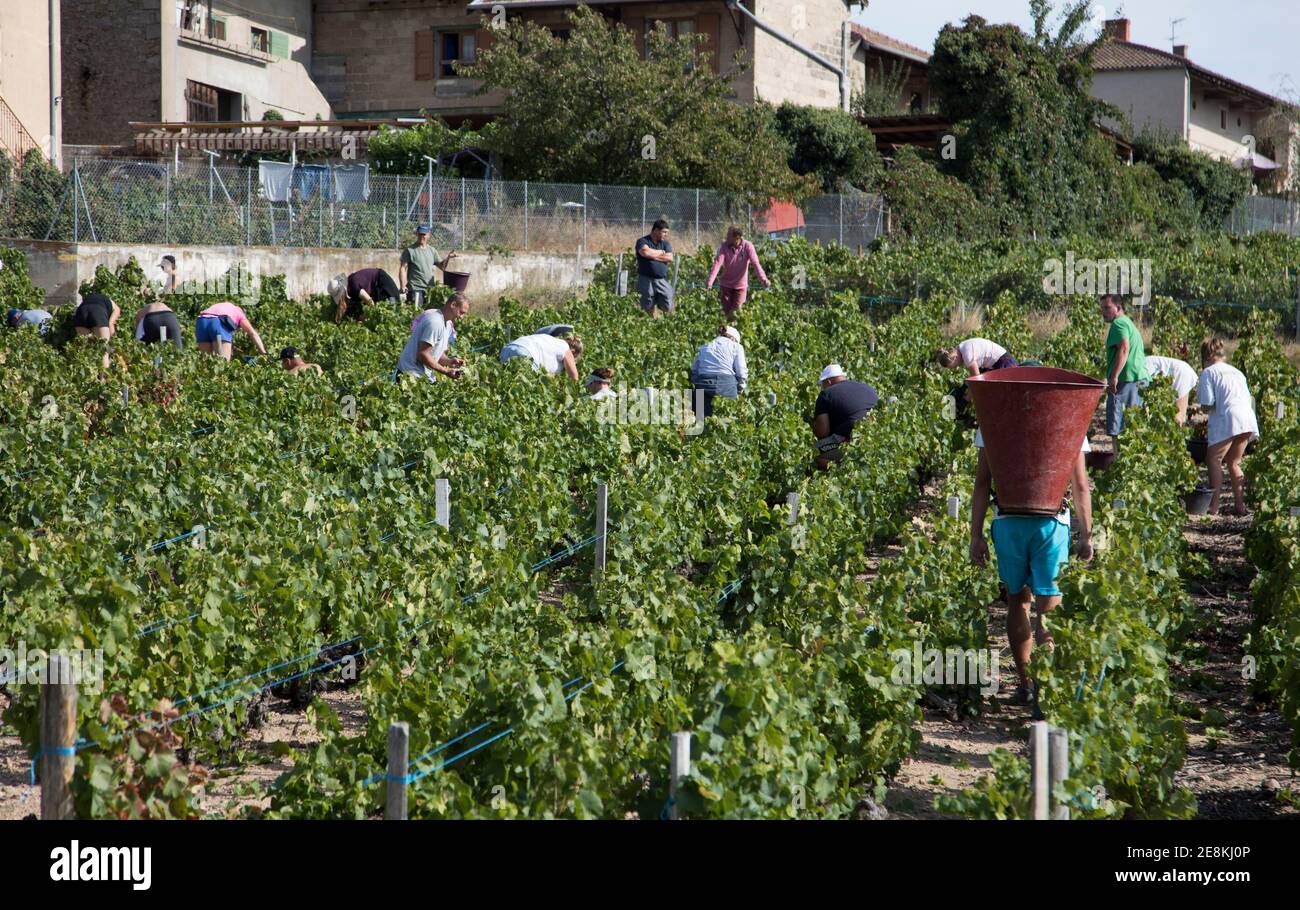 Vendenge in einem der Fleurie-Weinberge in den Beaujolas Rhône-Alpes Frankreich Stockfoto