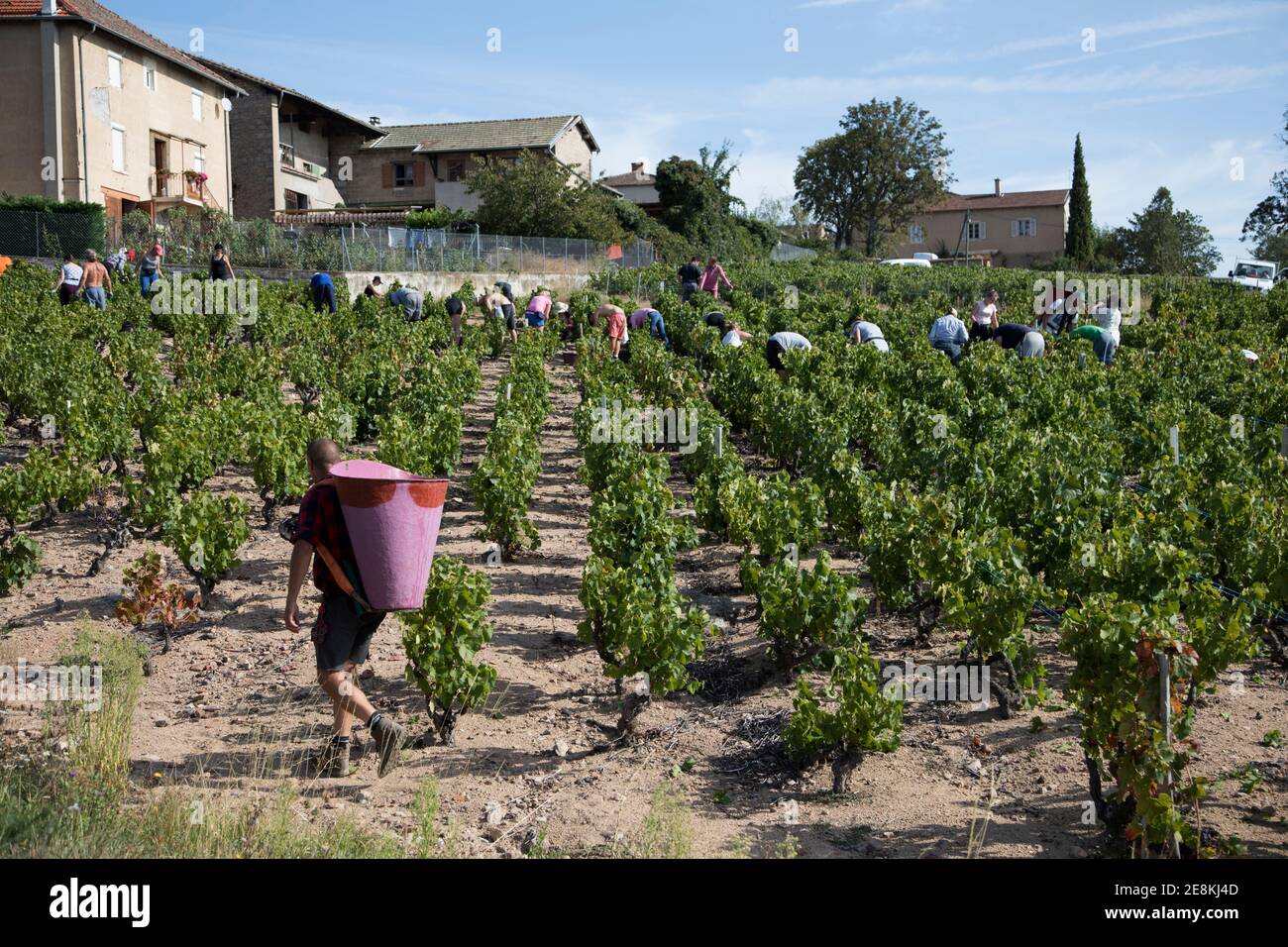 Vendenge in einem der Fleurie-Weinberge in den Beaujolas Rhône-Alpes Frankreich Stockfoto