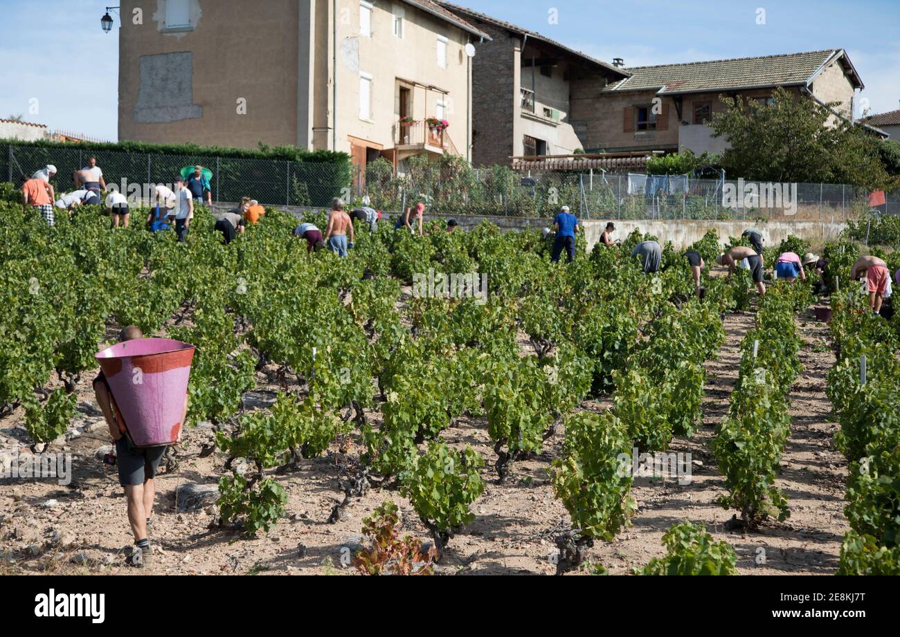 Vendenge in einem der Fleurie-Weinberge in den Beaujolas Rhône-Alpes Frankreich Stockfoto