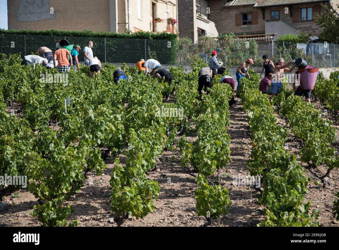 Vendenge in einem der Fleurie-Weinberge in den Beaujolas Rhône-Alpes Frankreich Stockfoto