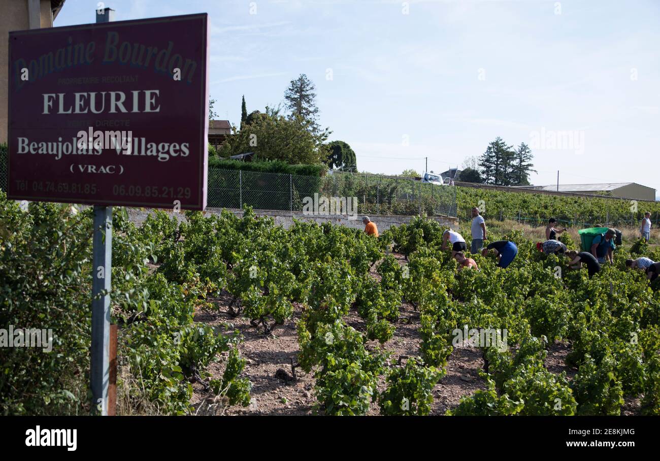 Vendenge auf der Domaine Bourdon, einem der Fleurie-Weinberge in der Beaujolas Rhône-Alpes Frankreich Stockfoto