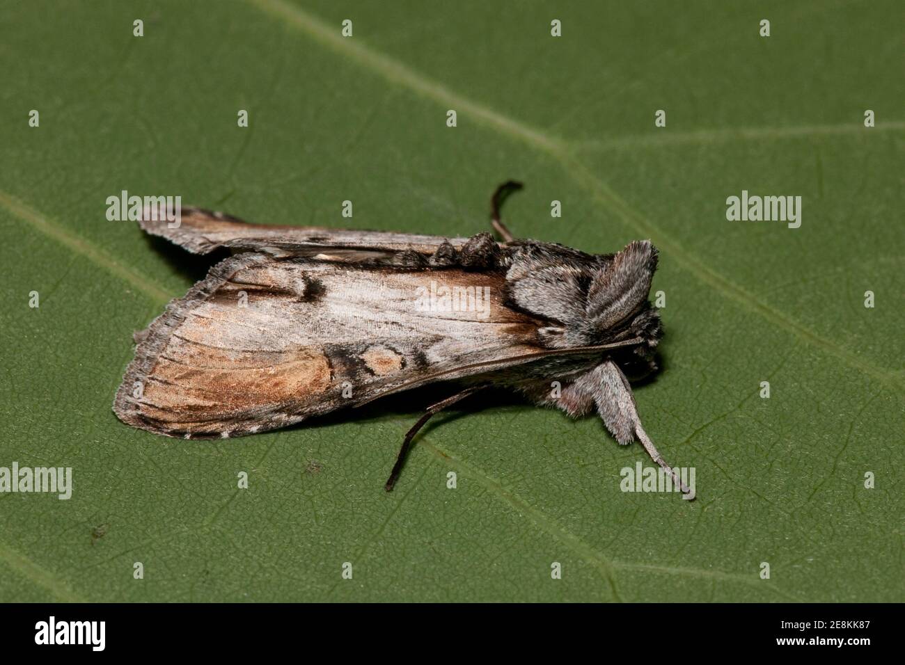 Noctuid Moth, Cucullia lilacina, Noctuidae. Vorderlänge 21 mm. BOLD DNA Analyse Barcode ID CMAZA544-10. Stockfoto
