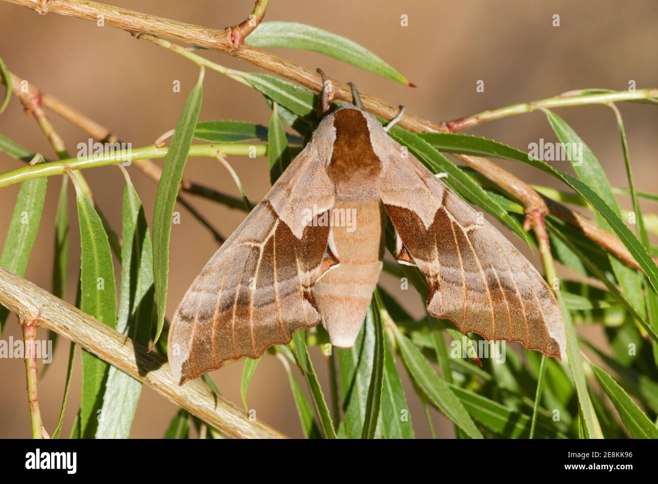 Sphinx Moth, Smerinthus saliceti, Sphingidae. Auf Weide. Stockfoto