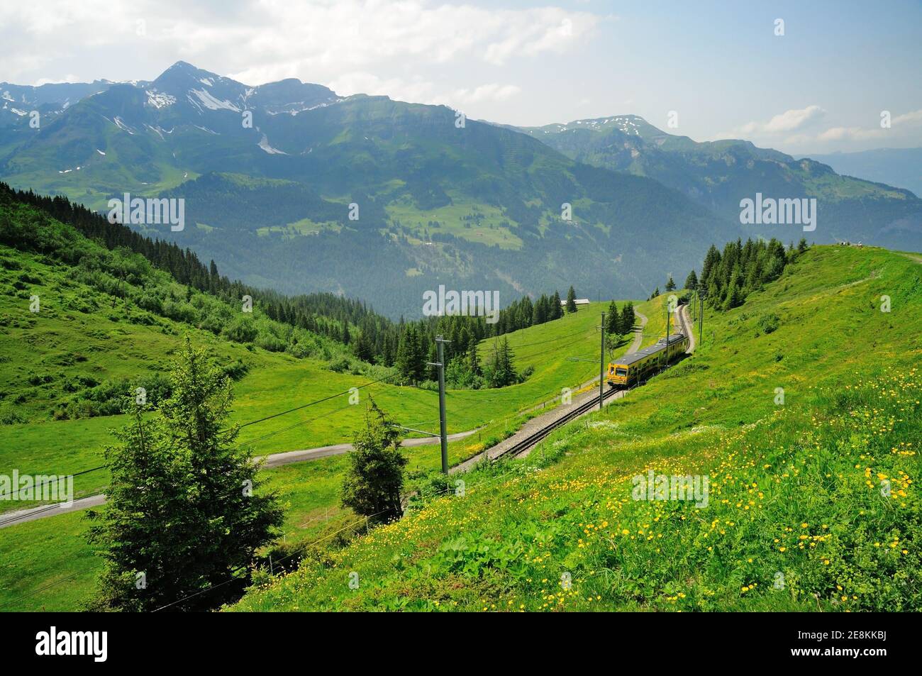 Eine Wengernalpbahn auf der Schmalspurbahn in den Berner Alpen. Stockfoto
