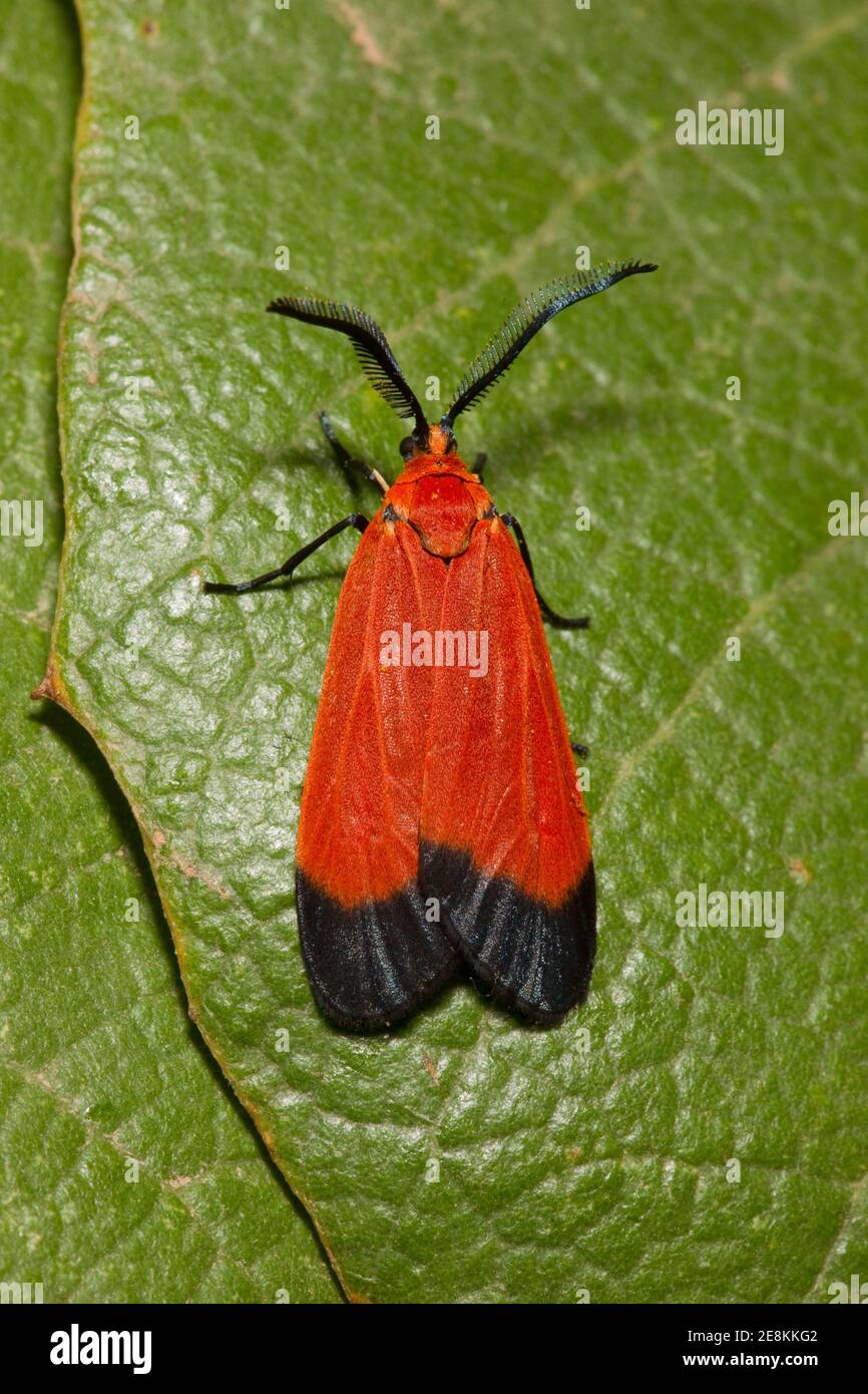 Blatt Skeletonizer Moth, Neoalbertia constans, Zygaenidae. Probe 14070377-14070379 am 7-2-14 fixiert. Lycid Mimik. Stockfoto