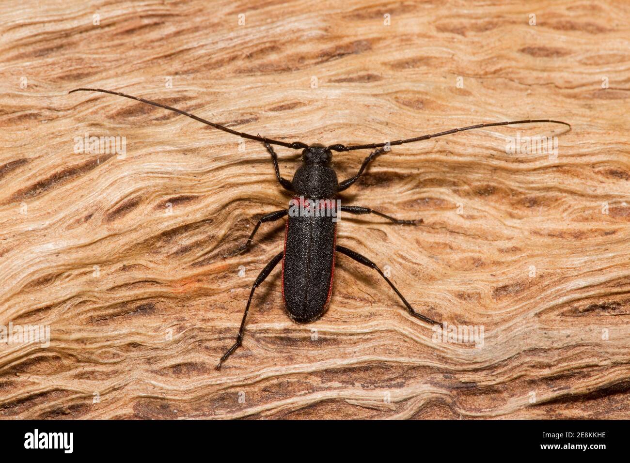 Langhornkäfer, Placoschema dimorpha, Cerambycidae. Gehäuselänge 10 mm. Stockfoto