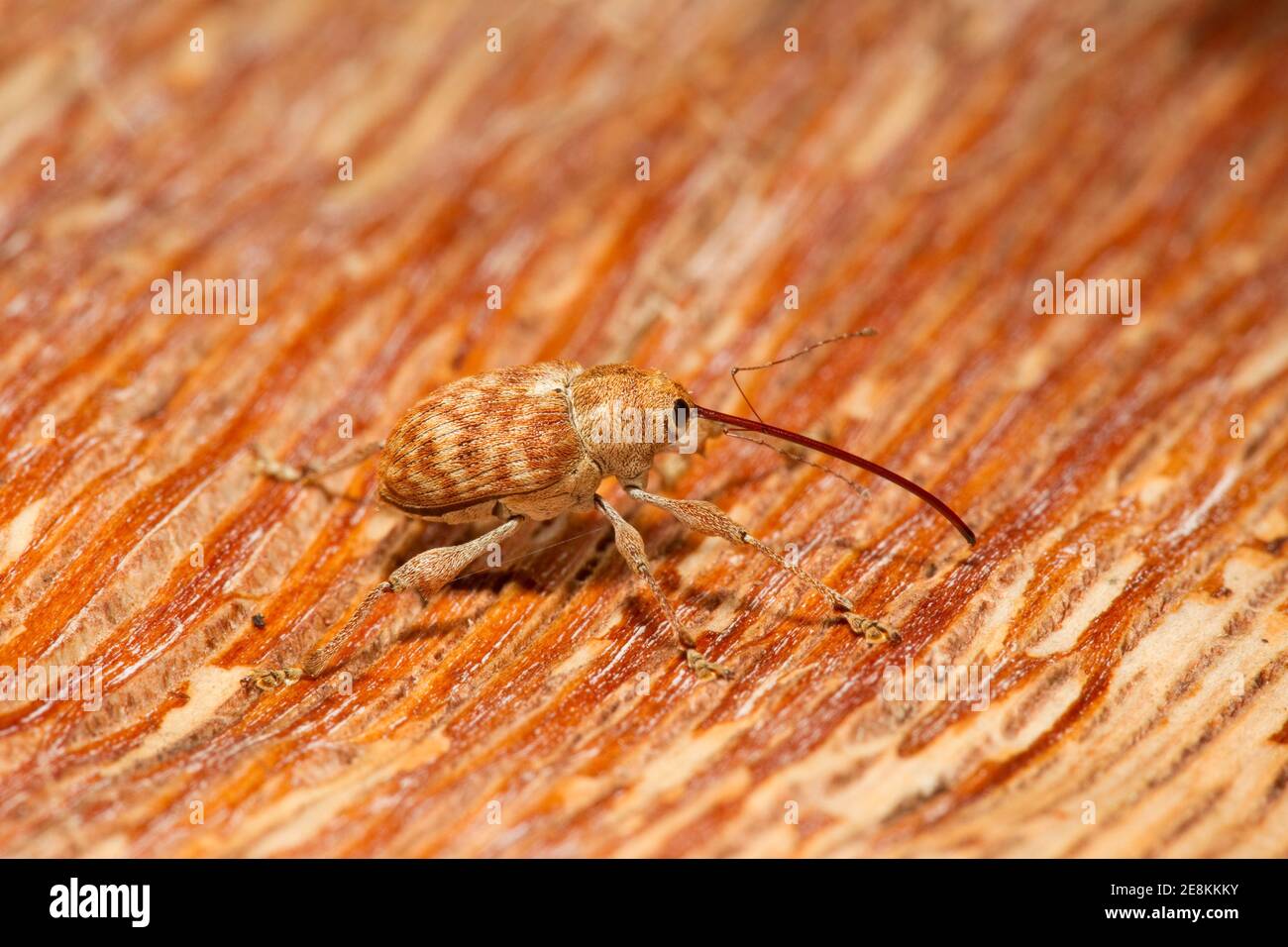 Nicht identifizierte Acorn Weevil, Curculio sp., Curculionidae. Stockfoto