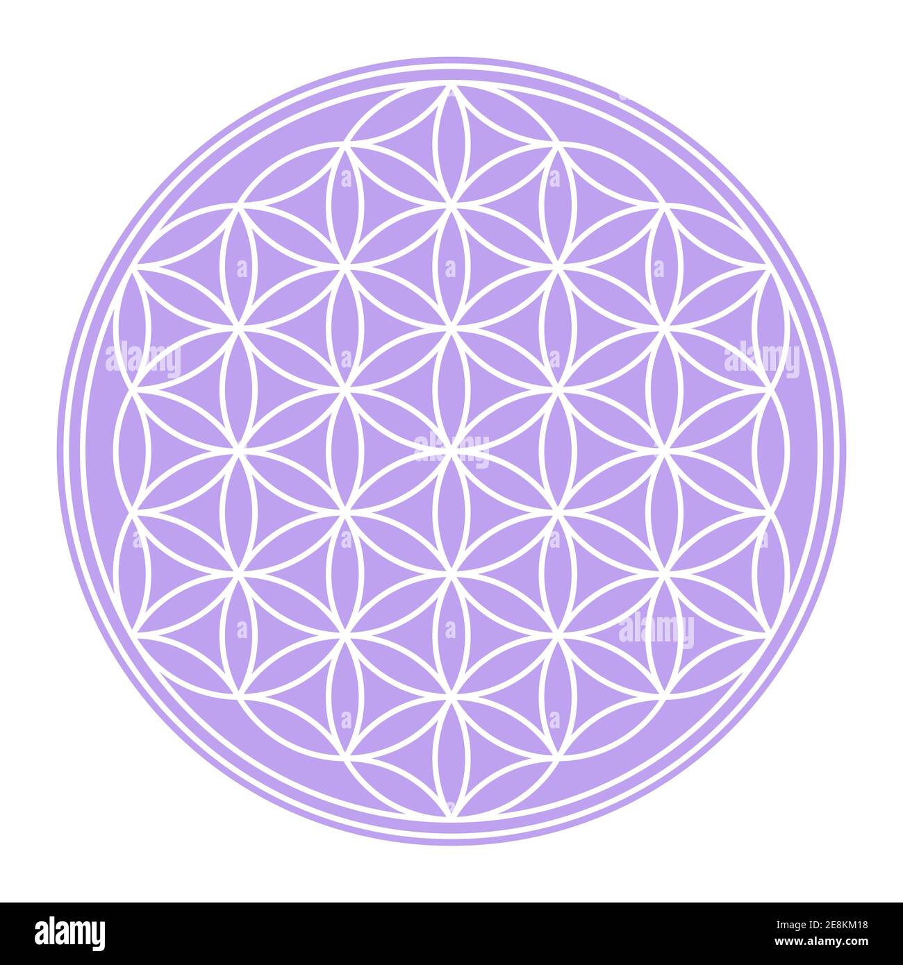 Weiße Blume des Lebens auf pastelllila kreisförmigem Feld. Geometrische Figur und spirituelles Symbol der Heiligen Geometrie. Überlappende Kreise bilden eine Blume. Stockfoto