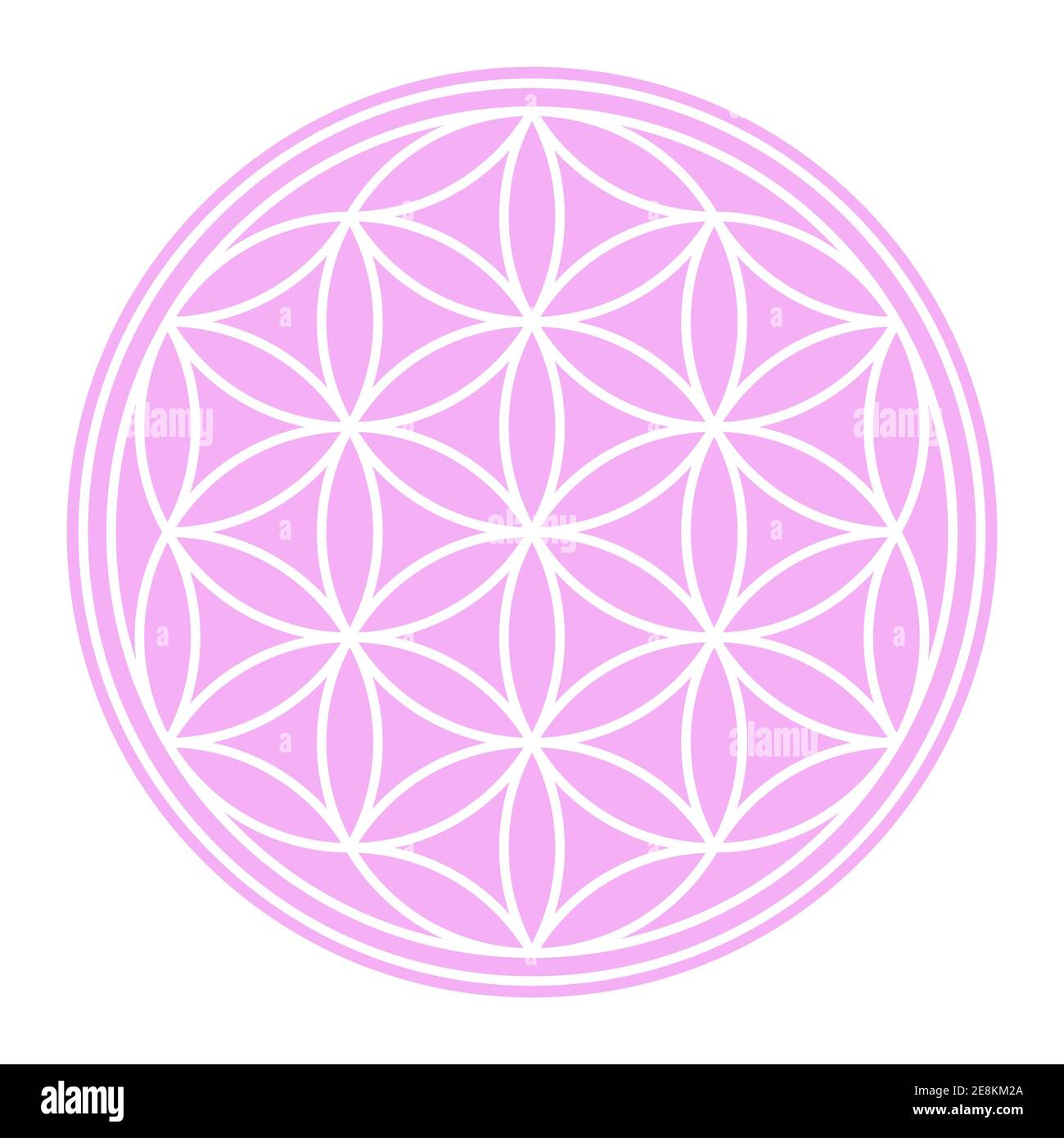 Weißer Samen des Lebens auf pastellrosa kreisförmigem Feld. Eine geometrische Figur und spirituelles Symbol der Heiligen Geometrie. Überlappende Kreise bilden eine Blume. Stockfoto