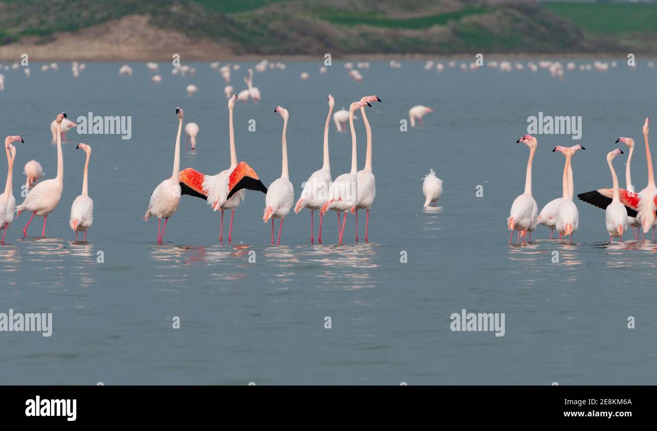 Flamingo Vögel, Wandern und Fütterung am Salzsee von Larnaca Zypern. Stockfoto