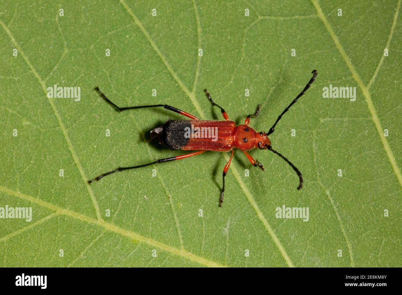 Langhornkäfer, Rhodoleptus femoratus, Cerambycidae. Gehäuselänge 12 mm. Lycid-Mimic. Stockfoto