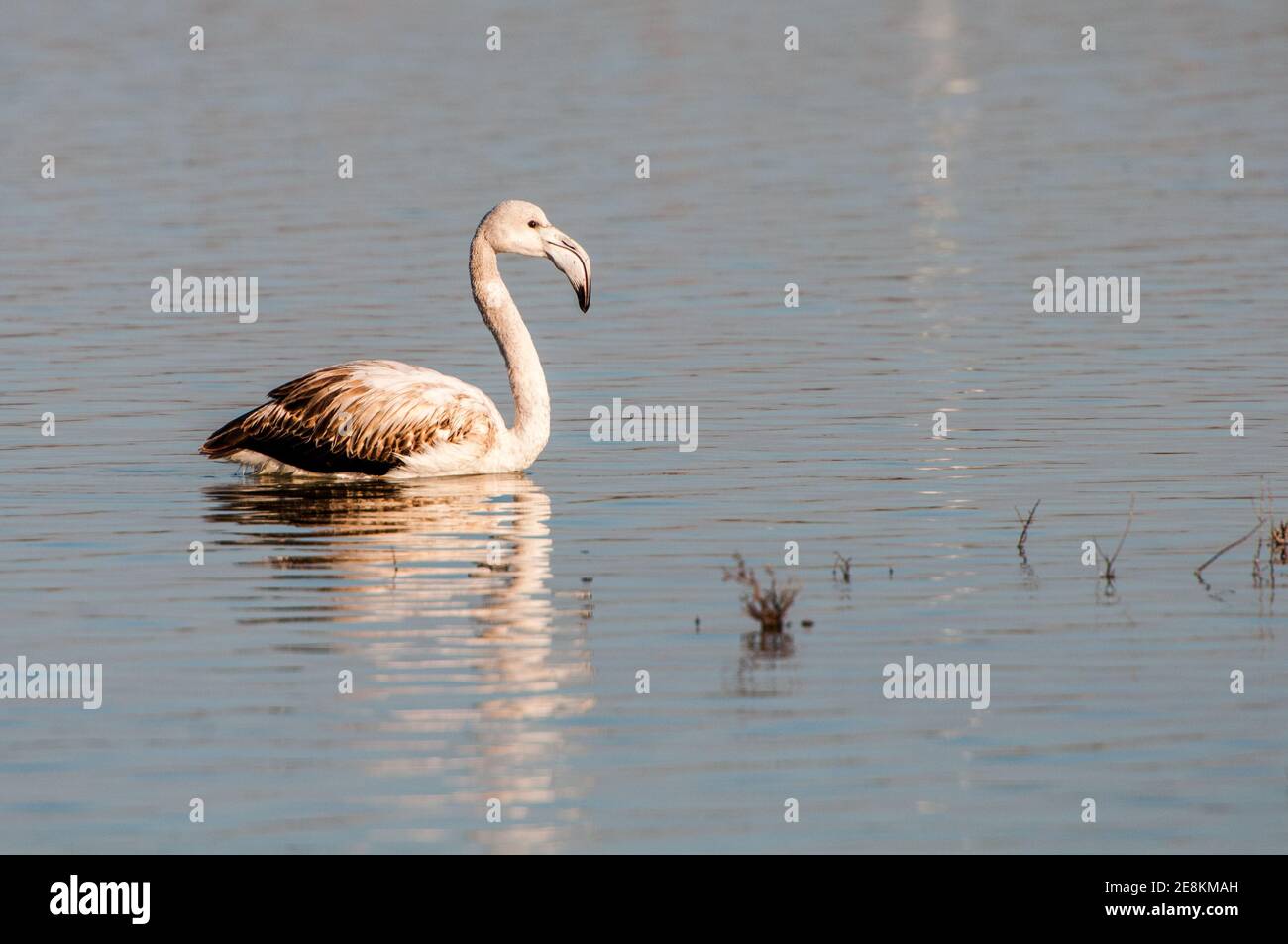 Weißer Flamingo-Vogel im Schwimmen im Wasser am Salzsee. Larnaka Zypern. Stockfoto