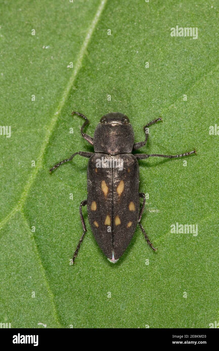 Metallic Wood-Boring Beetle, Melanophila consputa, Buprestidae. Gefunden auf Mesquite. Länge 11 mm. Stockfoto