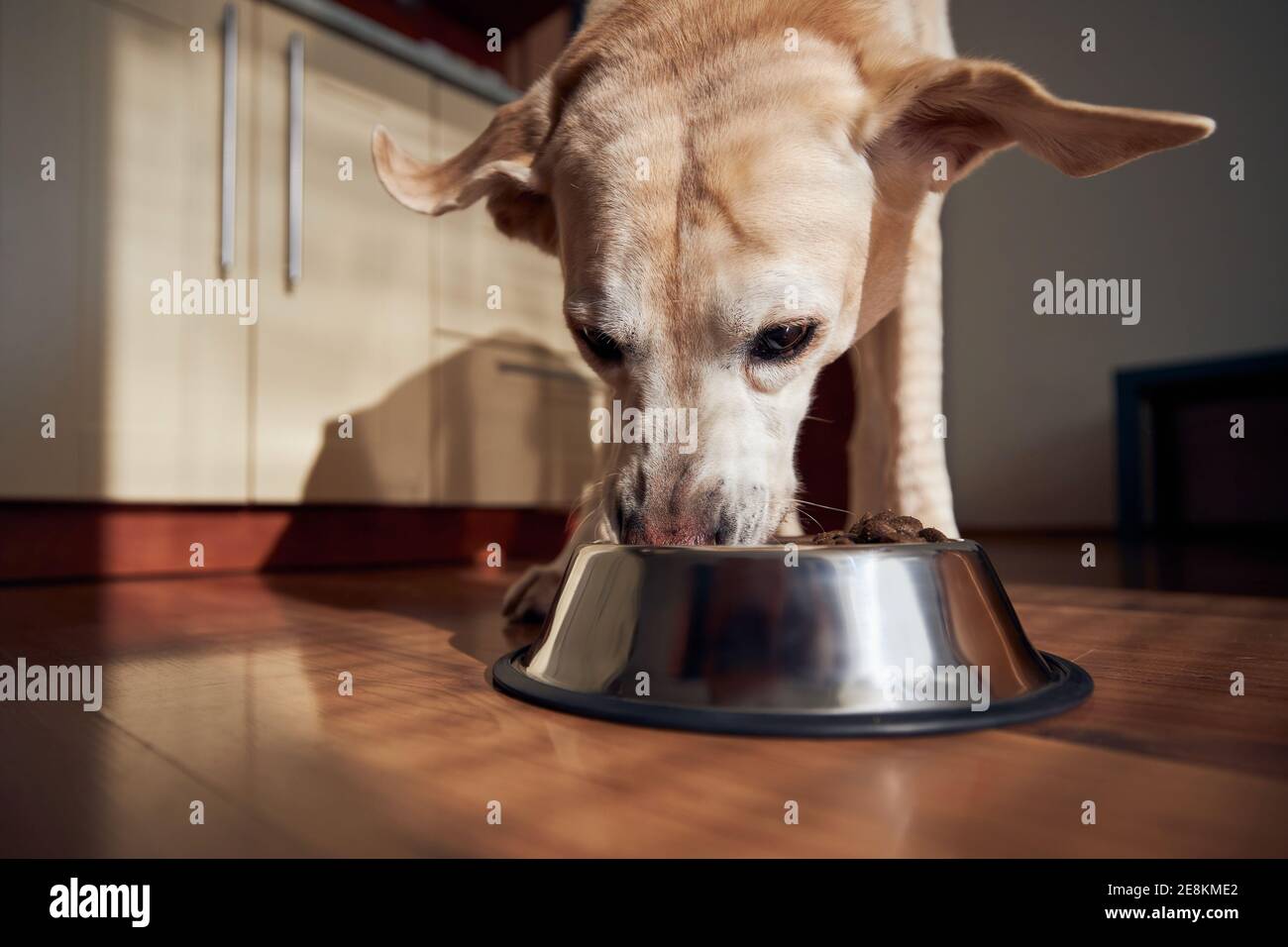 Fütterung von hungriger Hund. Labrador Retriever essen Granulat aus Metall Schüssel in der Küche zu Hause. Stockfoto