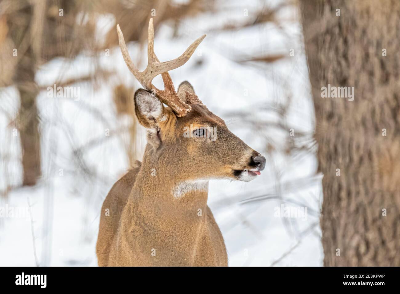 Ein Weißschwanzhirsch (Odocoileus virginianus) mit einem Geweih und einem abgebrochenen Geweih im Schnee im Winter in Michigan, USA. Stockfoto