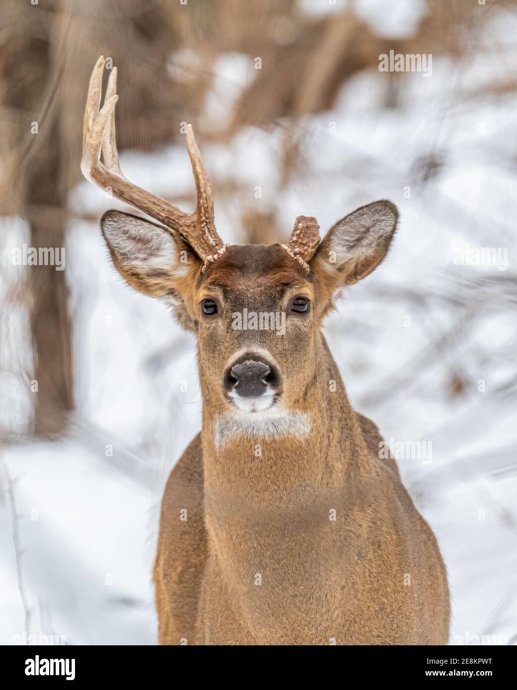 Ein Weißschwanzhirsch (Odocoileus virginianus) mit einem Geweih und einem abgebrochenen Geweih im Schnee im Winter in Michigan, USA. Stockfoto