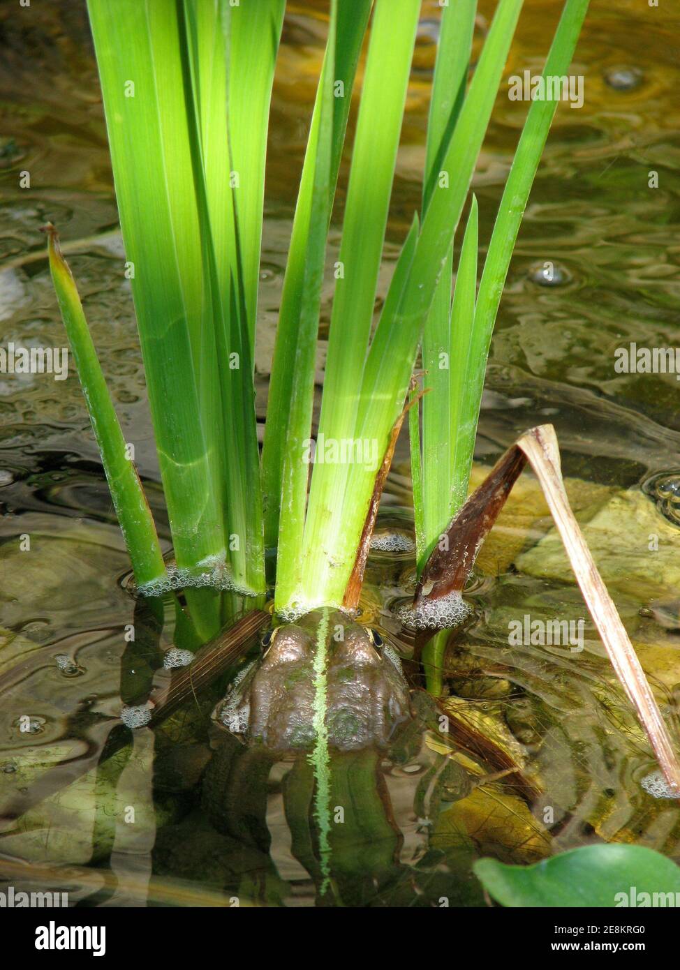 Frosch vor der Wasserpflanze Stockfoto