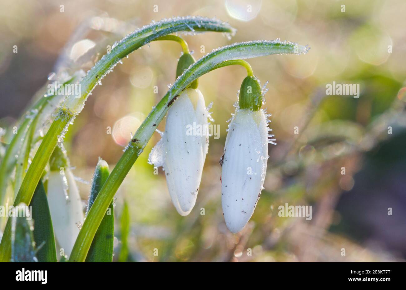 Wechsel der Jahreszeiten: Schneeglöckchen, Galanthus nivalis, bedeckt mit Eiskristallen Stockfoto