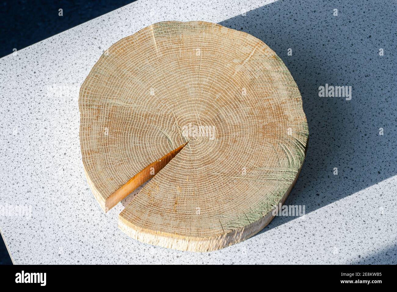 Querschnitt des Stammes eines Baumes, deutlich zeigt die Jahresringe Stockfoto