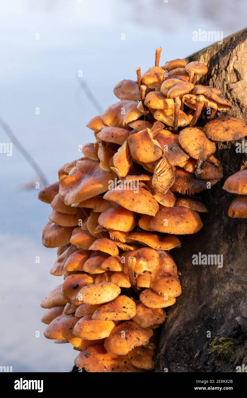 Kleine braune Pilze, die wandelbaren Pholiota, Kühneromyces mutabilis, wachsen im Januar auf einem Baumstumpf. Stockfoto