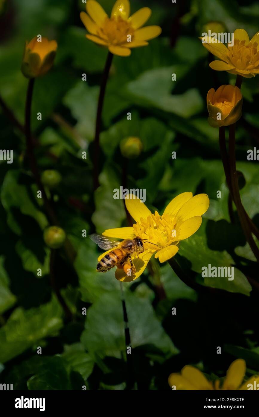 Eine Honigbiene (APIs) sammelt Pollen aus einer gelben Wildblume. Stockfoto