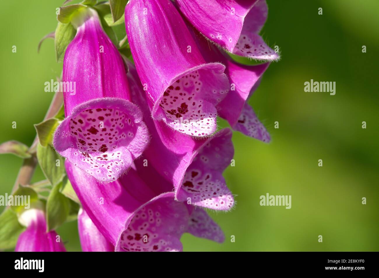 Nahaufnahme eines tiefrossem Fuchshandschuhs (Digitalis purpurea). Stockfoto