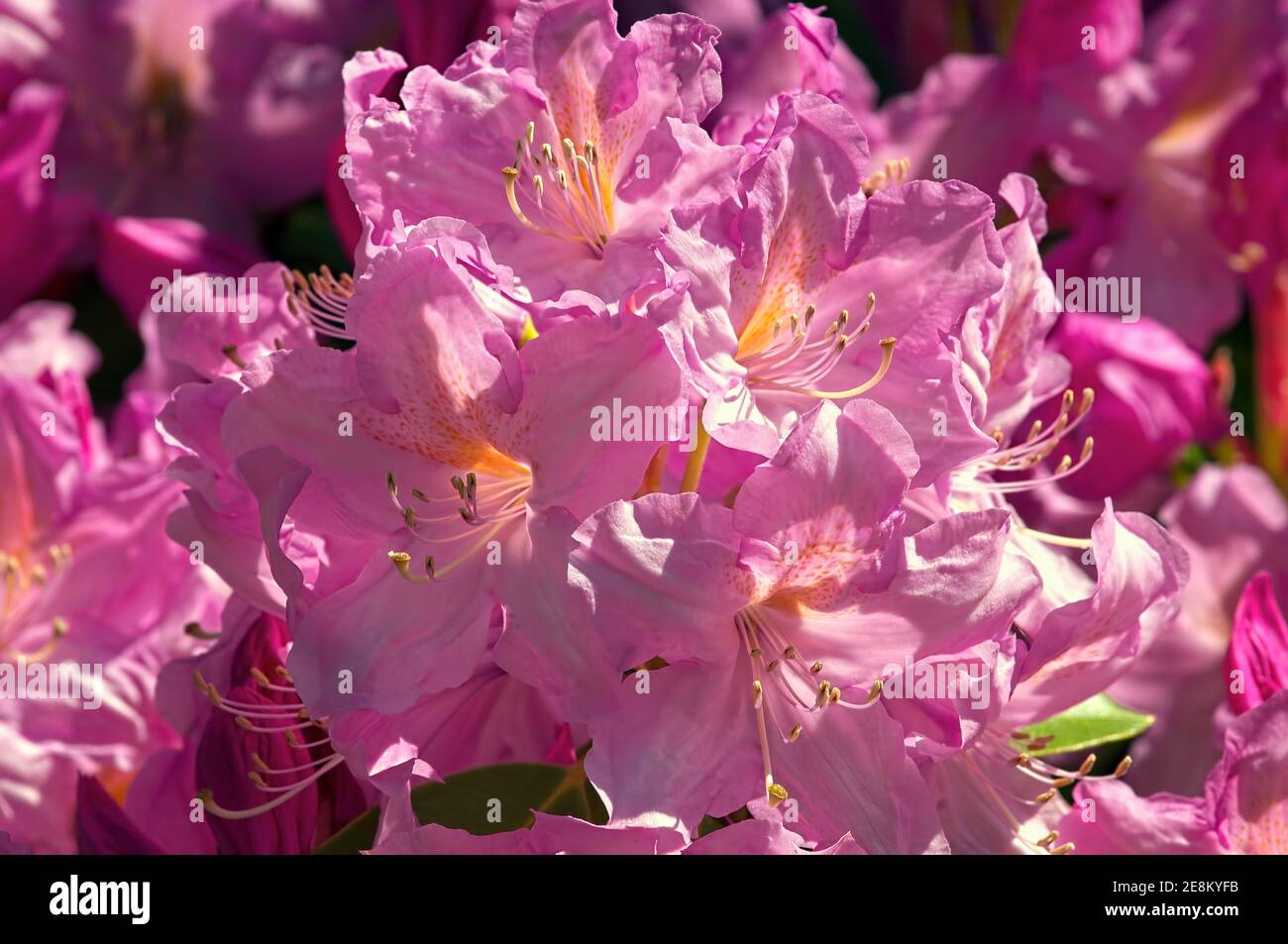 Rosa Rhododendronblüten Stockfoto