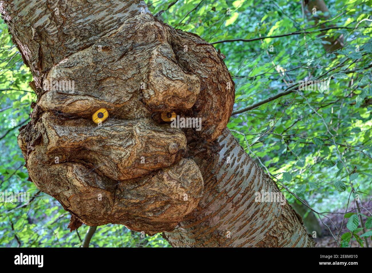 Ein Baumgeist blickt mit einem Lächeln vom Baumstamm herab und beobachtet den Wald. Bizarr deformierter Grat auf einem Baumstamm. Stockfoto