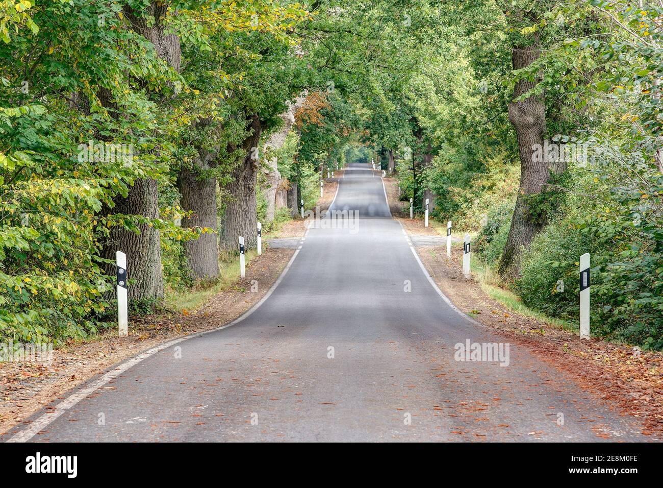 Die kleine, idyllische Landstraße führt wie ein Wellenband durch die alte, von Bäumen gesäumte Allee im Bundesland Mecklenburg-Vorpommern. Stockfoto