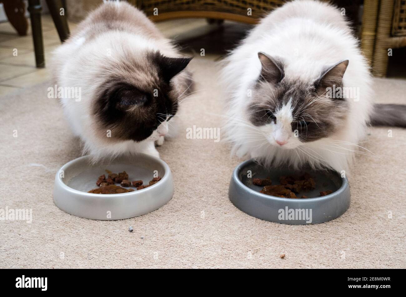 Zwei Erwachsene Ragdoll Hauskatzen Füttern drinnen Seite an Seite in einem Britische Heimat Stockfoto