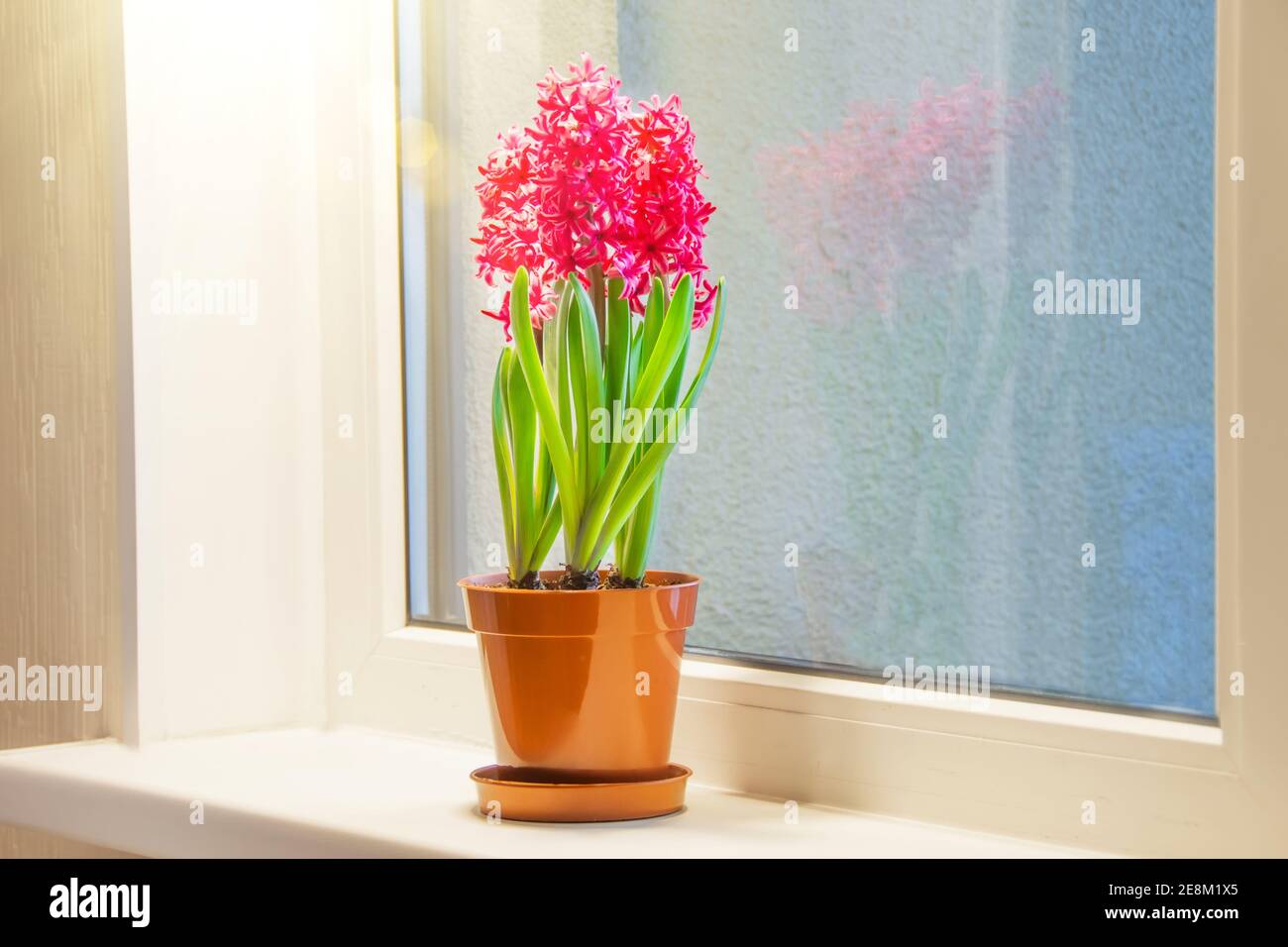 Drei rosa blühende Hyazinthen in einem Topf auf der Fensterbank in der Wohnung. Internationales Geschenk zum Frauentag Stockfoto