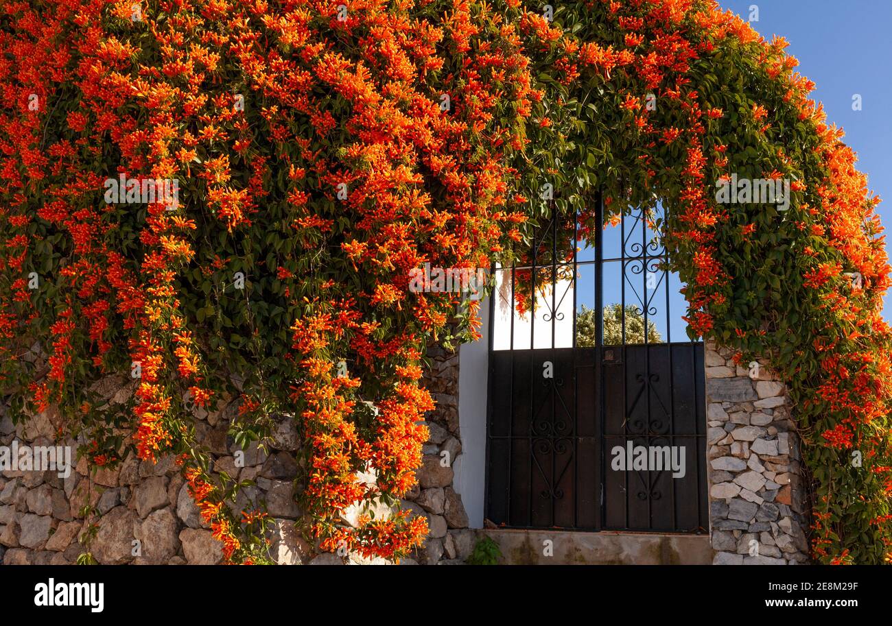 Orange Trompete Kriechgang oder brasilianische Flamme Vine (Pyrostegia venusta) Frigiliana, Costa del Sol, Provinz Malaga, Andalusien, Spanien. Stockfoto
