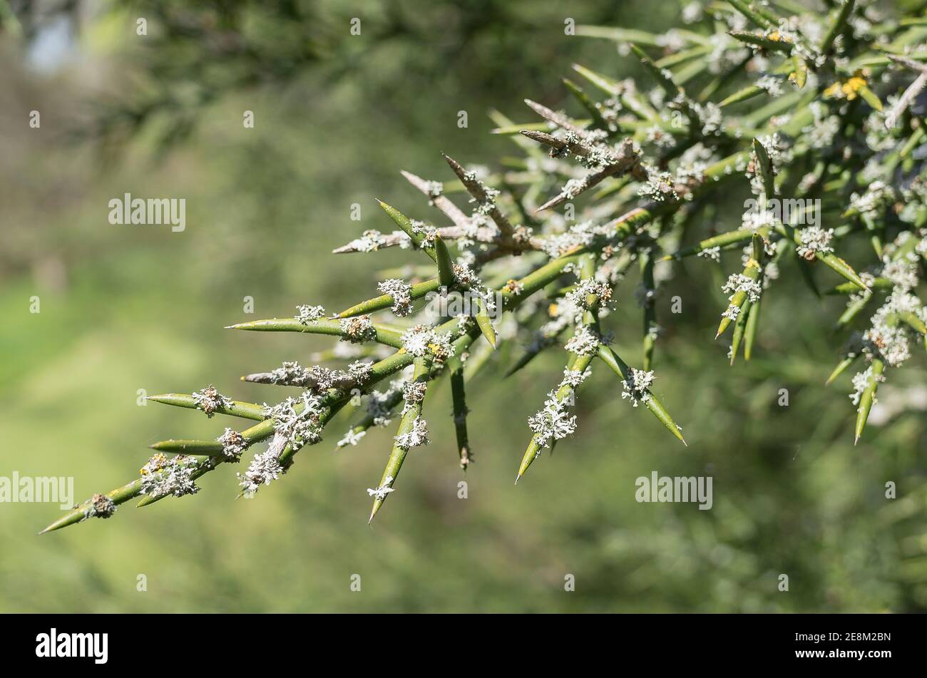 Ungewöhnlicher stacheliger Strauch Colletia Hysterix Rosea mit zylindrischen Dornen Mit Flechten bedeckt, die die Luftreinheit in einem englischen Garten anzeigen Stockfoto