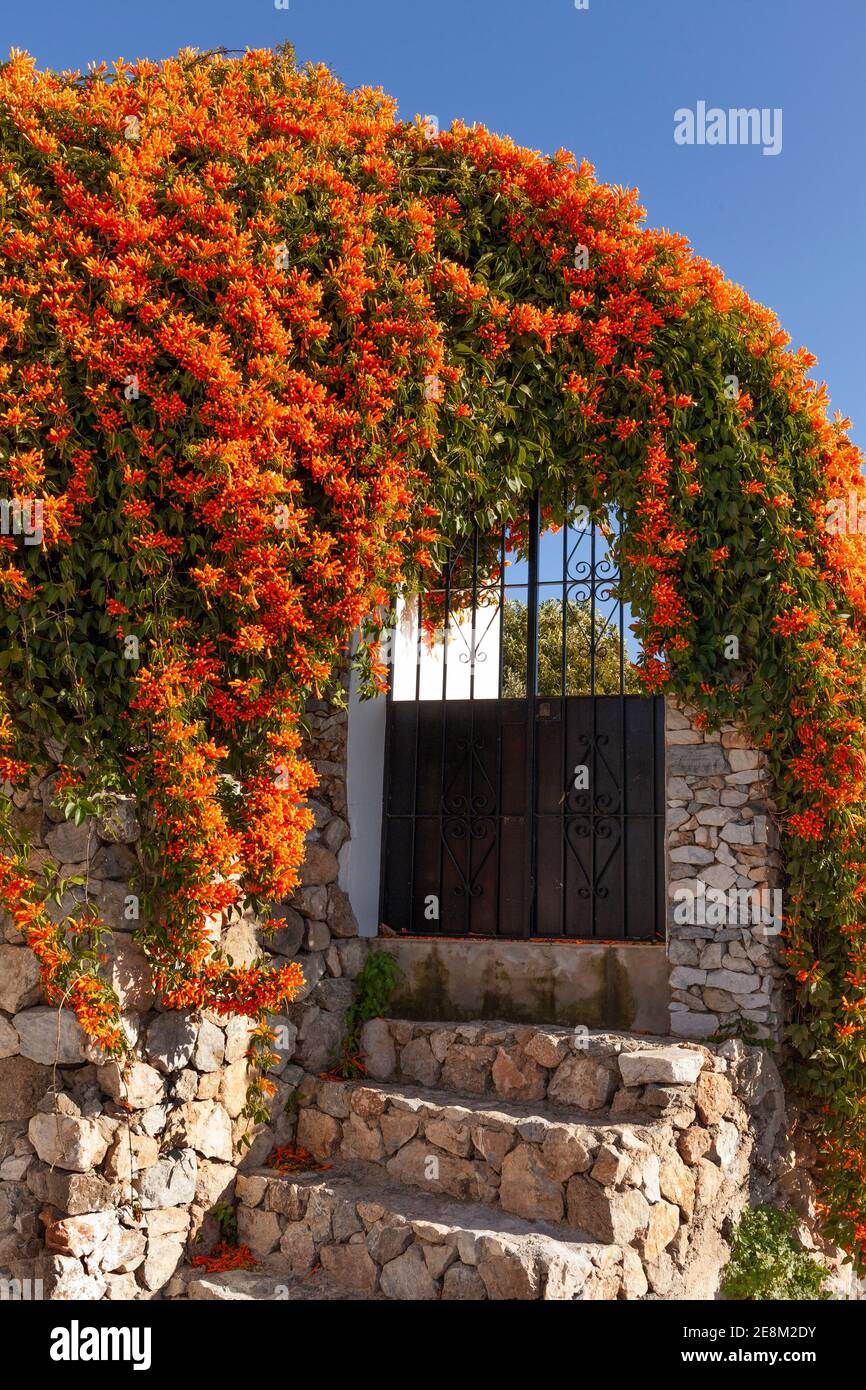 Orange Trompete Kriechgang oder brasilianische Flamme Vine (Pyrostegia venusta) Frigiliana, Costa del Sol, Provinz Malaga, Andalusien, Spanien. Stockfoto