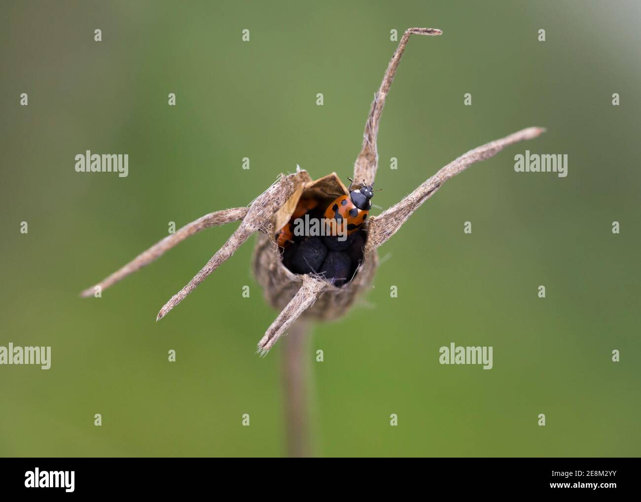 11 Fleck Marienkäfer überwintern oder in Samenkopf zu schützen Stockfoto