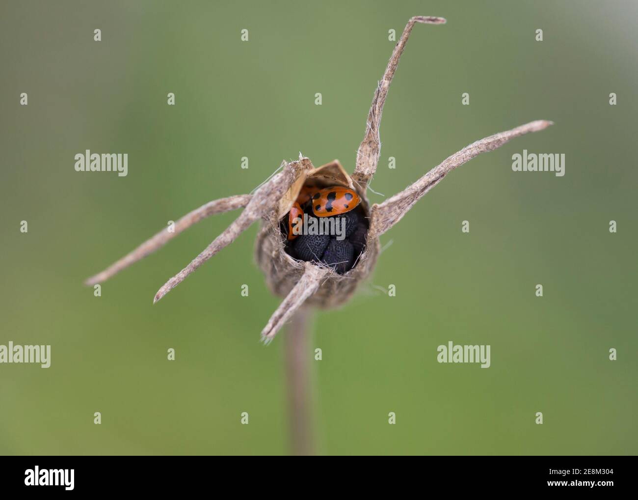 11 Fleck Marienkäfer überwintern oder in Samenkopf zu schützen Stockfoto