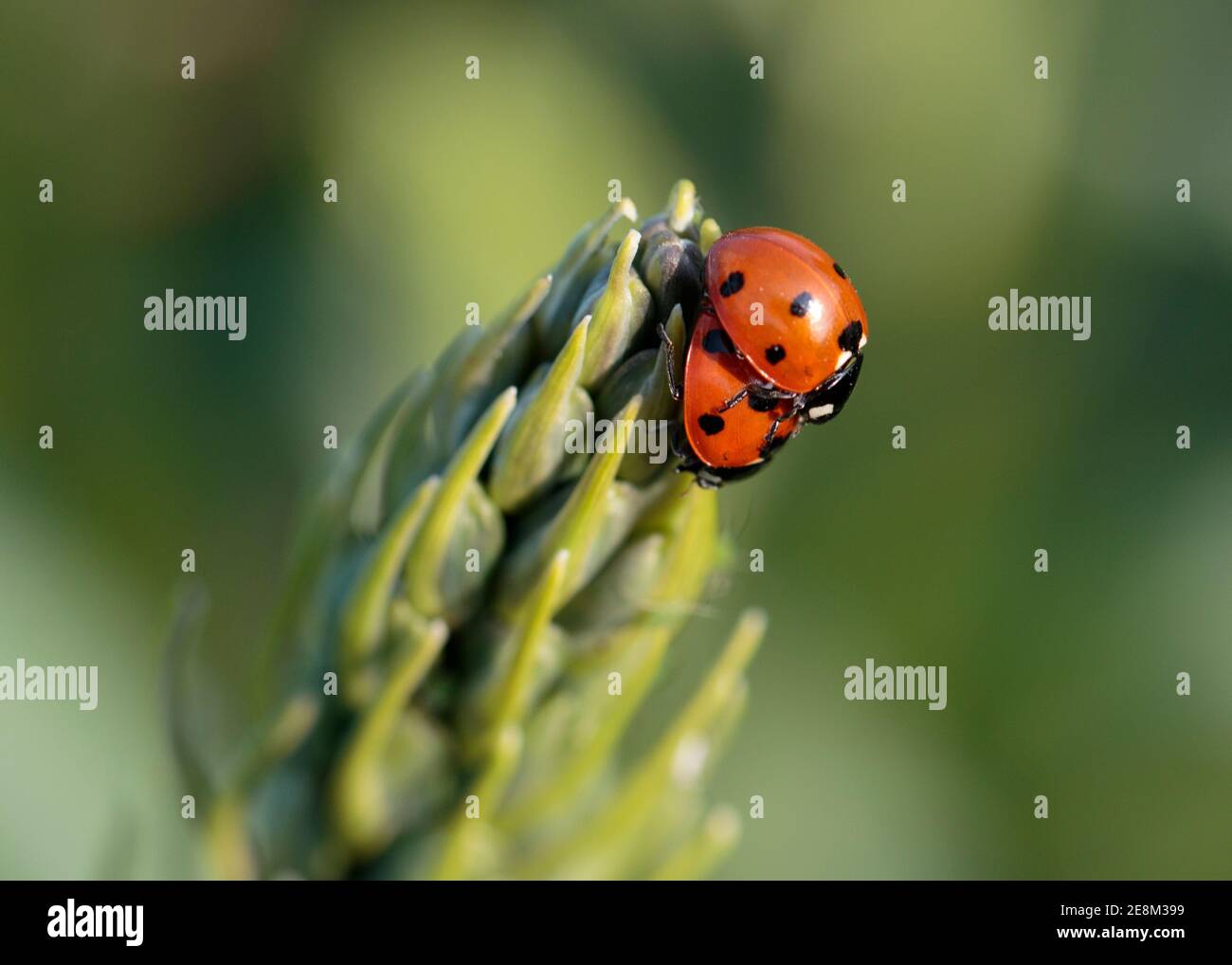 7 Fleck Marienkäfer Paarung Stockfoto