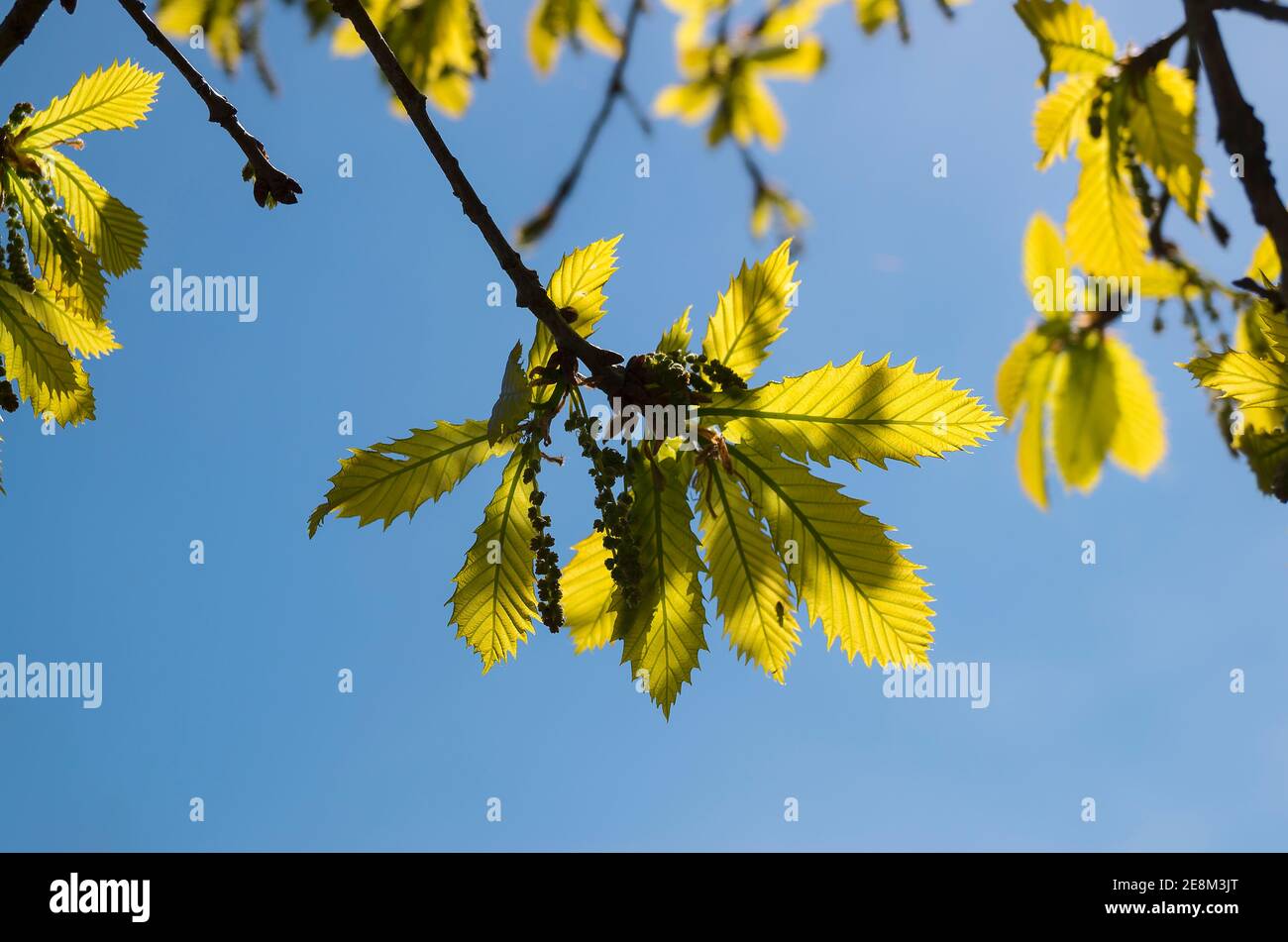 Frühlingslkblätter auf einem Quercus x Hickelii Baum gegen einen Blauer Himmel Stockfoto
